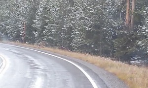 Wolf Pack Wanders Across Yellowstone Road