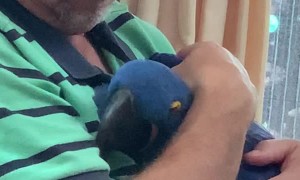 Hyacinth Macaw Gives Loving Hugs