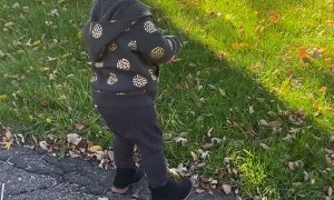 Baby Sister Screams in Excitement to See Brother Return from School