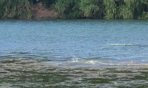 Saltwater Crocodiles Moves Swiftly to Catch a Meal