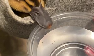 Duckling Takes a Drink From Its Warm Pocket Hideaway