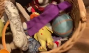 There must be a squeaky toy way down under!