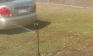 Smart Magpie Uses Sprinkler Keep Cool