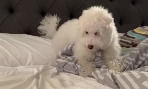 Dog Does Food Dance Before Eating