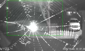 Time-Lapse of Spider Building a Web