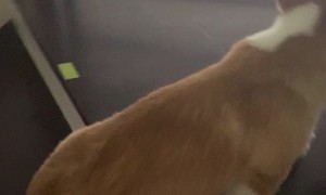 Adorable Corgi Puppy with Leg Defect Climbs Stairs by Herself