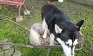 This husky dog prefers to nap in the wheelbarrow