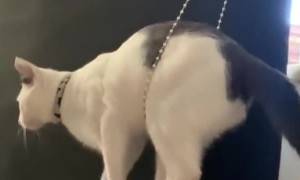 Jumping Kitty Pulls Down Blind