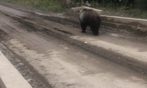 Bear Bluff Charges Fishermen while Crossing Bridge