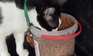 Clever Kitty Opens Container for a Feed