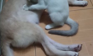 Caring Kitty Massages Sleeping Pal