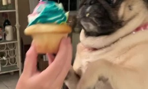 Doggy on a Diet Refuses Delicious Cupcake