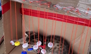 Kitty Plays With Homemade Toy