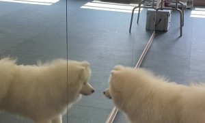 Samoyed Seeing Himself For the First Time in Mirror