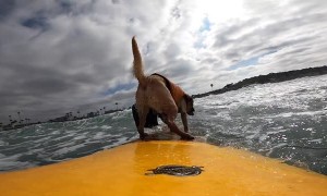 Happy Surf Dog Shreds Like a Pro