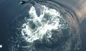 Whale Breaches Through Bubble Ring