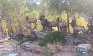Elk Crosses Busy Intersection to Protect His Harem