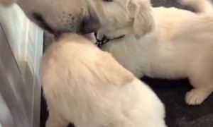 Morning kisses from Daddy! Rufus loves to help clean up the kids after breakfast