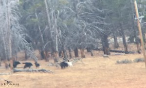 Wolves Stand off against Grizzly