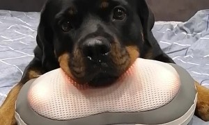 Rottweiler Receives a Massage