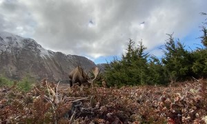 Nosey Moose Checks out Camera