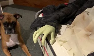 How Boxers Got Their Name