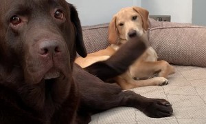 Dog's Happy Tail Cleans Puppy's Face
