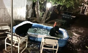 Bears Having a Blast in Backyard Pool
