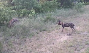 Wild Dogs and Hyena Having Words