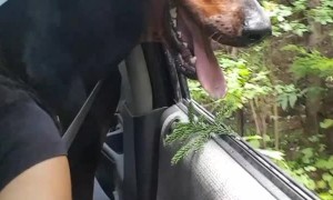 Doberman Grabbing Branches as They Drive By