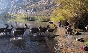 Herd of Dear Wander Along the Water