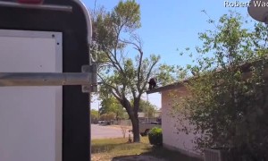 Bear Cub Climbs Around Roof