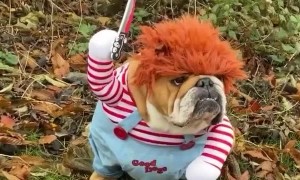 Bulldog Dressed as Chucky Coming For You