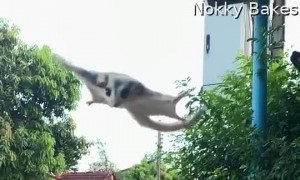 Sugar Glider Falls Short