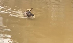 Dog Carries Puppy to Safety on Flooded Street