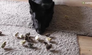 German Shepherd preciously looks over tiny newborn chicks