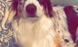 Doggy Keeps Kitty Comfortable on Couch