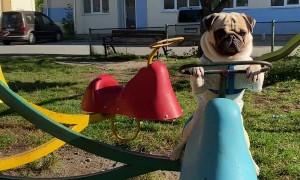 Pug Having Fun Playing on Merry-Go-Round