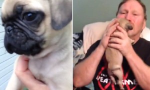 Wife Surprises Husband With Puppy After Losing Pug Of 11 Years