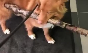 Stick Stops Doggy From Entering Door