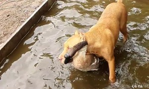 Animal Buddies Play in the Pool