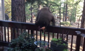 Curious Cubs Visit Backyard