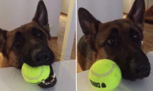 German Shepherd makes it very clear that he's ready for playtime