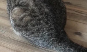 Cat Has a Strange Reaction to Its Own Fur