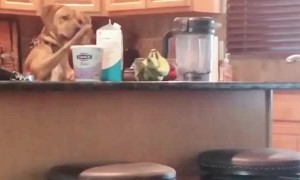 Dog gives compelling argument why he wanted to help himself to a smoothie
