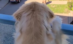 Golden retriever watches in shock as owner goes on a bike ride without him