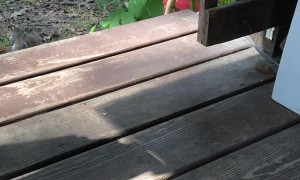 Girl Makes Friends With Wild Squirrel