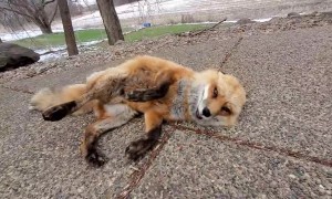 Red fox laughs in excitement while being scratched by human friend
