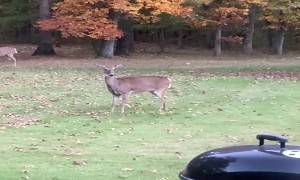Rambunctious Dog Plays Chase with Mama Deer and Twin Fawns