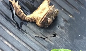 Stuck Frog Rescued From Tight Spot